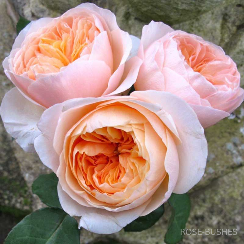 �������. Juliet. (����.)